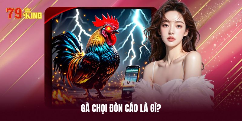 Sơ lược vài điều về gà chọi đòn cáo
