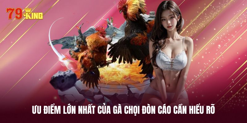 Các dạng gà chọi đòn cáo thường thấy nhất hiện nay